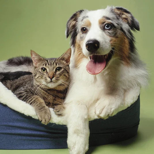 Pet